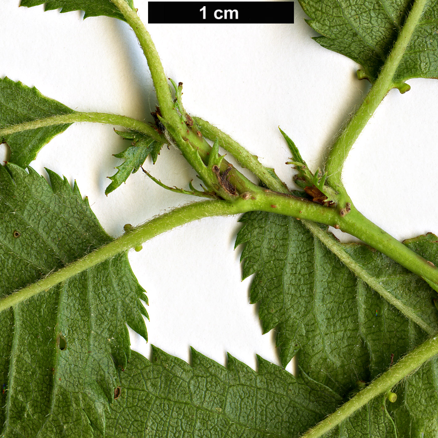 High resolution image: Family: Rosaceae - Genus: Prunus - Taxon: incisa