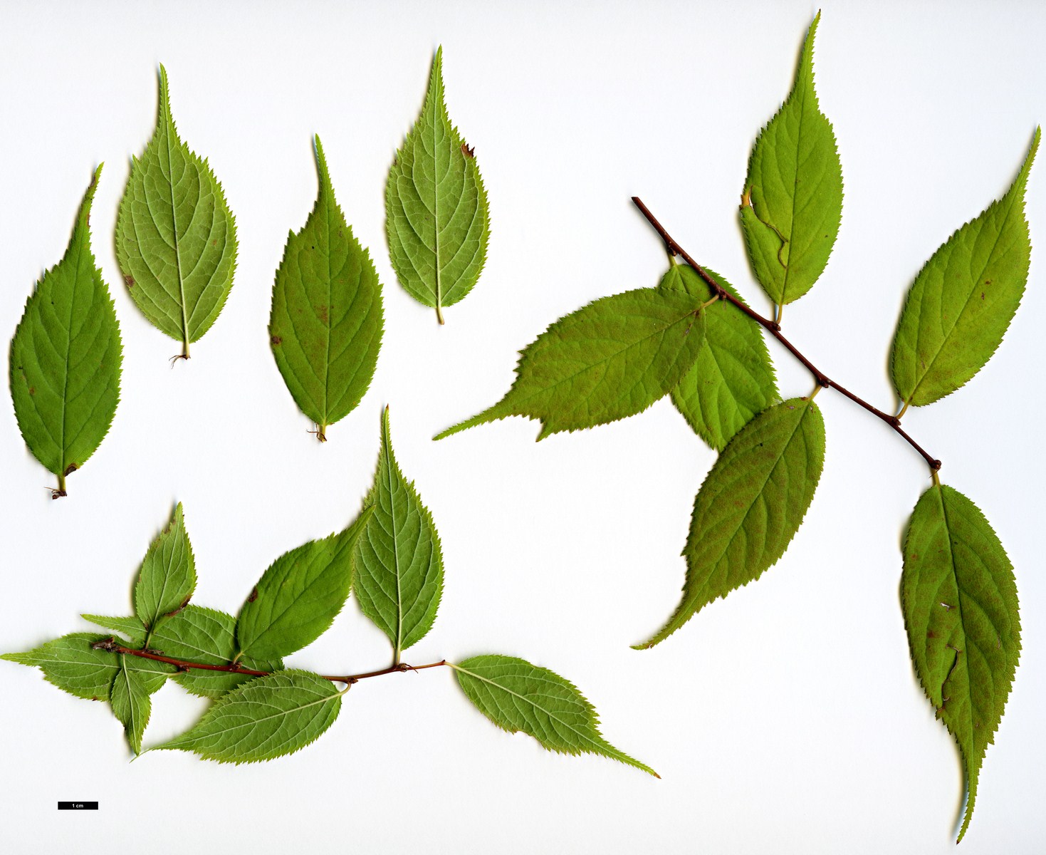 High resolution image: Family: Rosaceae - Genus: Prunus - Taxon: japonica High resolution image: Family: Rosaceae - Genus: Prunus - Taxon: japonica