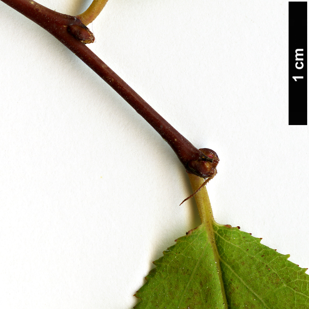 High resolution image: Family: Rosaceae - Genus: Prunus - Taxon: japonica High resolution image: Family: Rosaceae - Genus: Prunus - Taxon: japonica