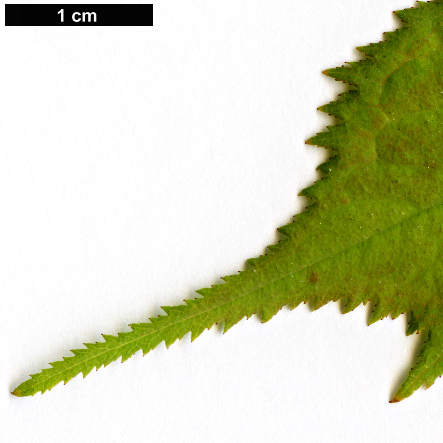 High resolution image: Family: Rosaceae - Genus: Prunus - Taxon: japonica High resolution image: Family: Rosaceae - Genus: Prunus - Taxon: japonica