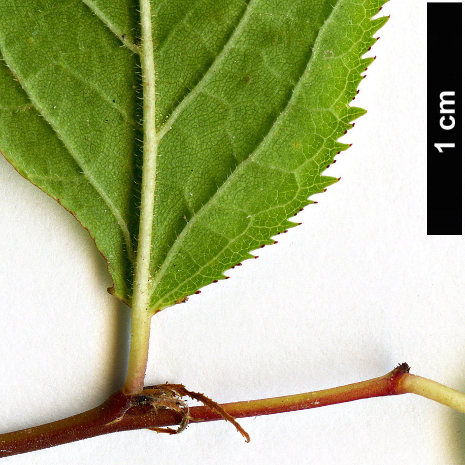 High resolution image: Family: Rosaceae - Genus: Prunus - Taxon: japonica High resolution image: Family: Rosaceae - Genus: Prunus - Taxon: japonica