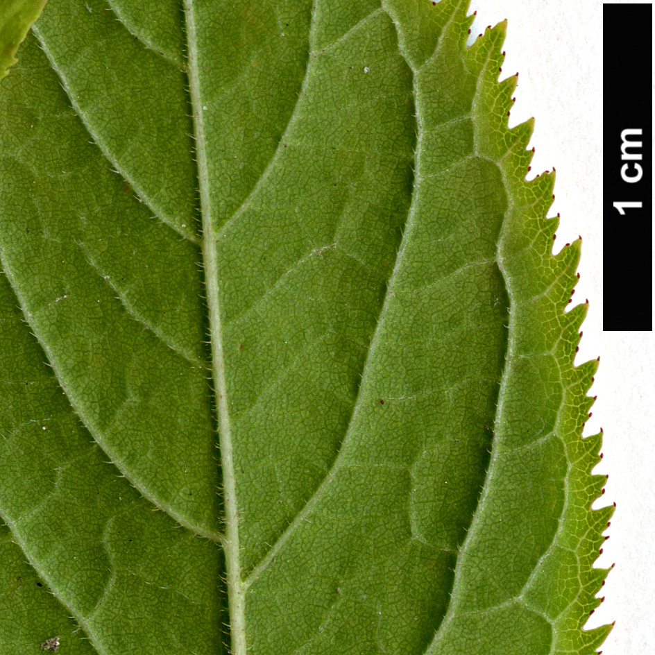 High resolution image: Family: Rosaceae - Genus: Prunus - Taxon: japonica High resolution image: Family: Rosaceae - Genus: Prunus - Taxon: japonica