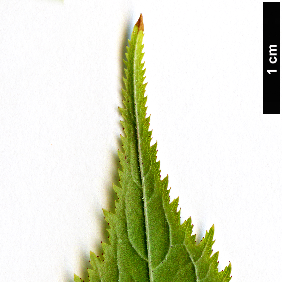 High resolution image: Family: Rosaceae - Genus: Prunus - Taxon: japonica High resolution image: Family: Rosaceae - Genus: Prunus - Taxon: japonica