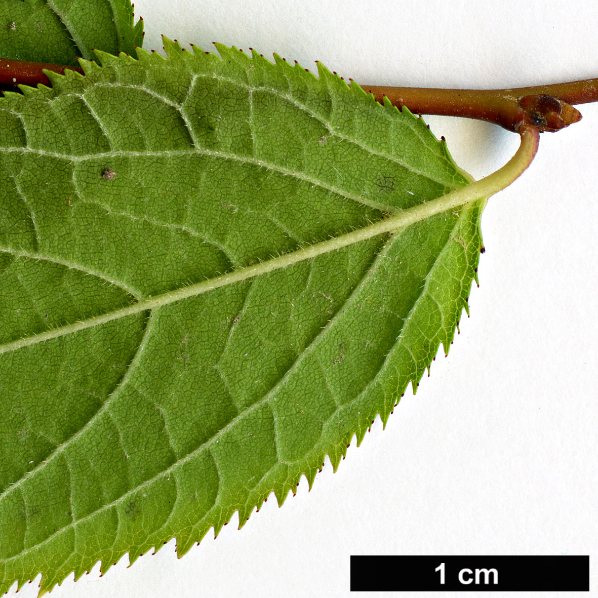 High resolution image: Family: Rosaceae - Genus: Prunus - Taxon: japonica High resolution image: Family: Rosaceae - Genus: Prunus - Taxon: japonica