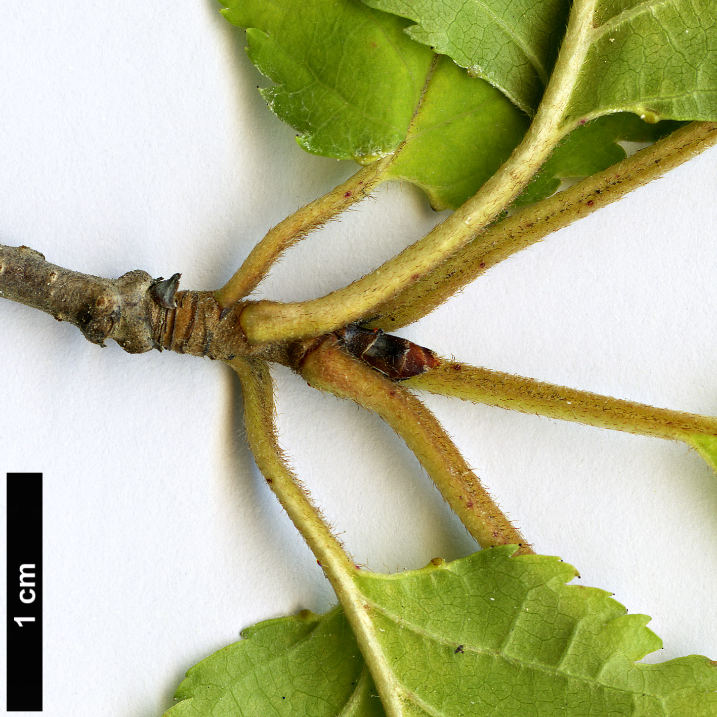 High resolution image: Family: Rosaceae - Genus: Prunus - Taxon: maximowiczii