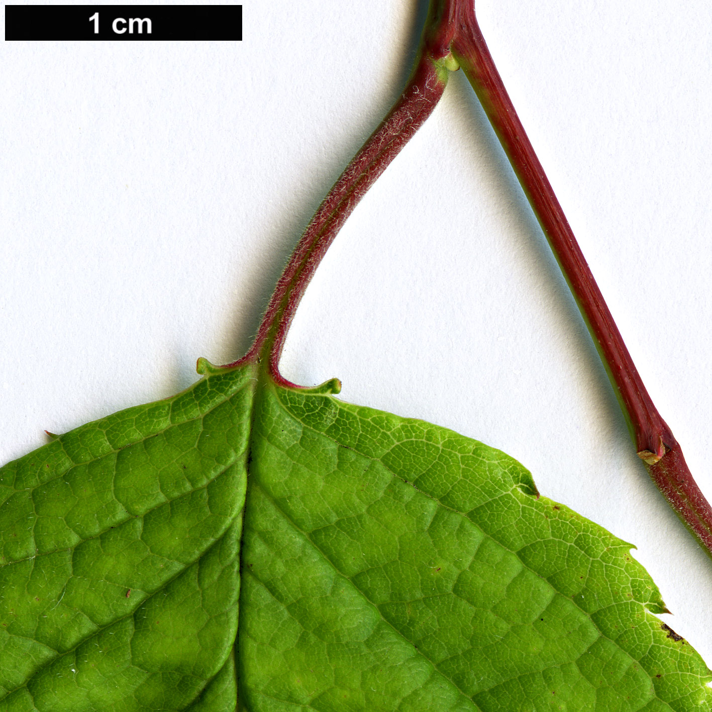 High resolution image: Family: Rosaceae - Genus: Prunus - Taxon: mexicana