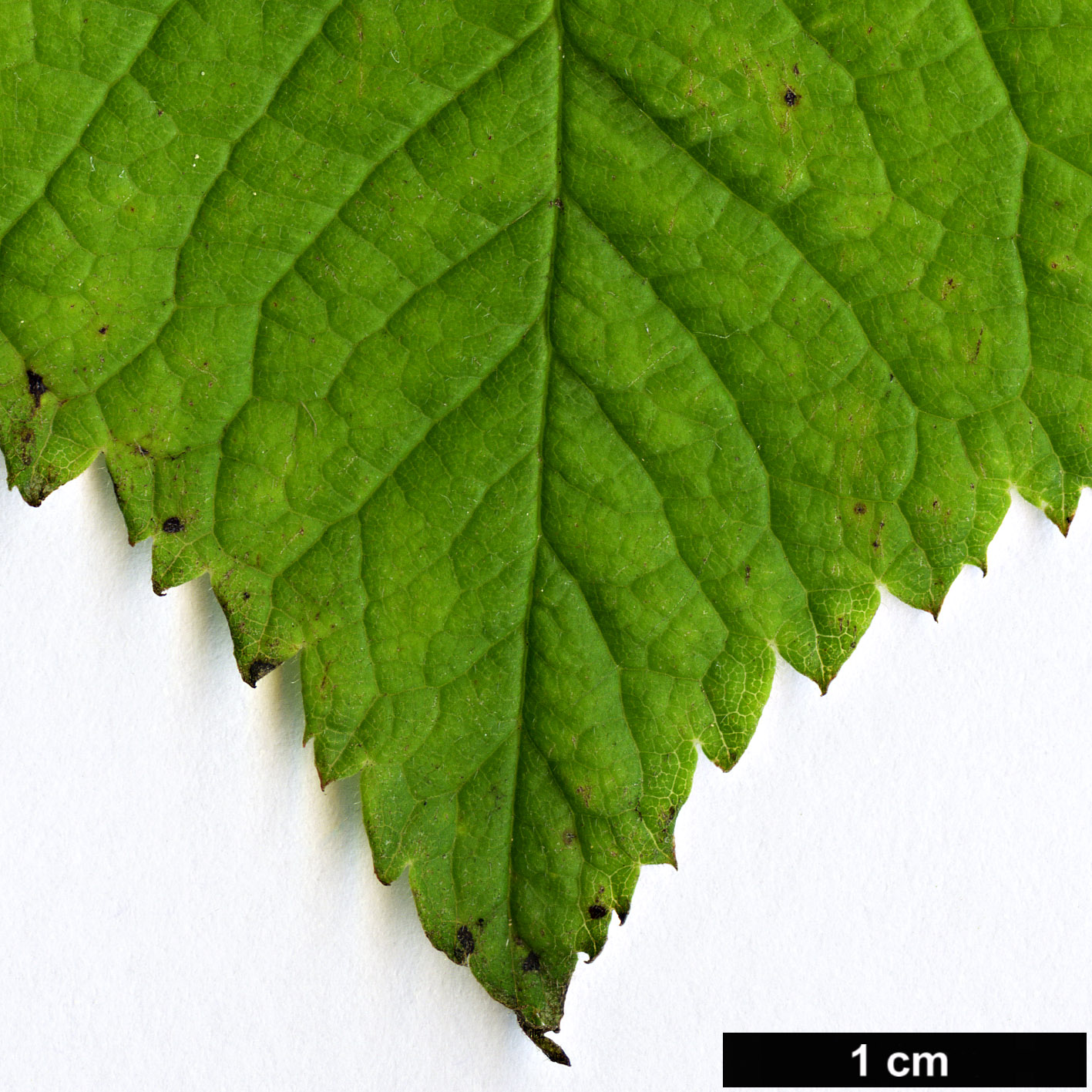 High resolution image: Family: Rosaceae - Genus: Prunus - Taxon: mexicana