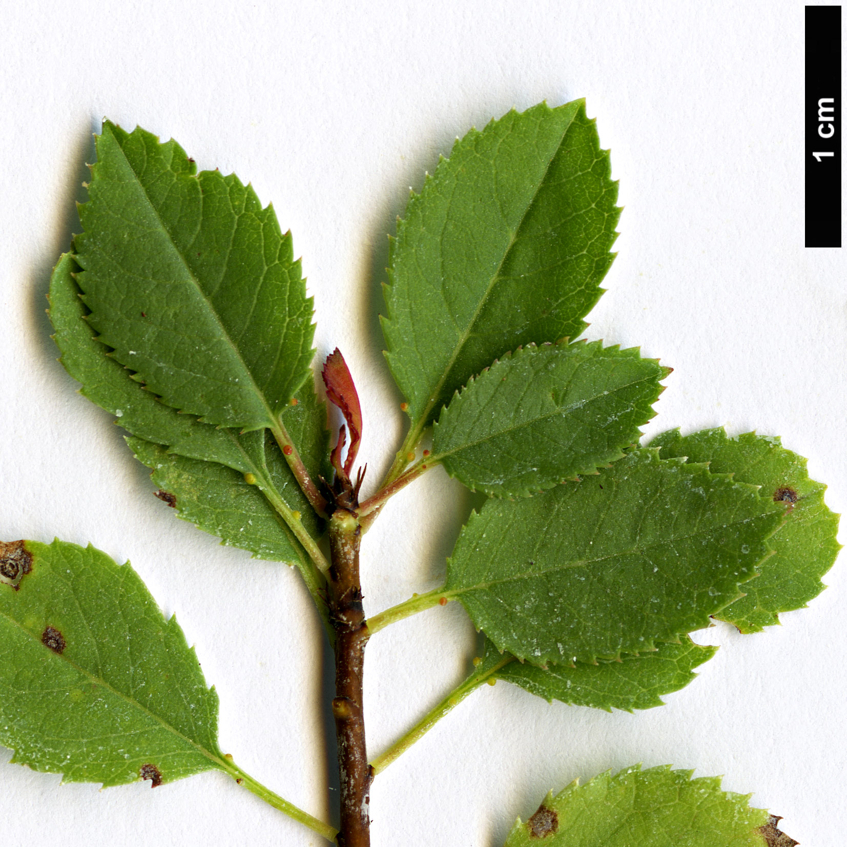 High resolution image: Family: Rosaceae - Genus: Prunus - Taxon: microcarpa