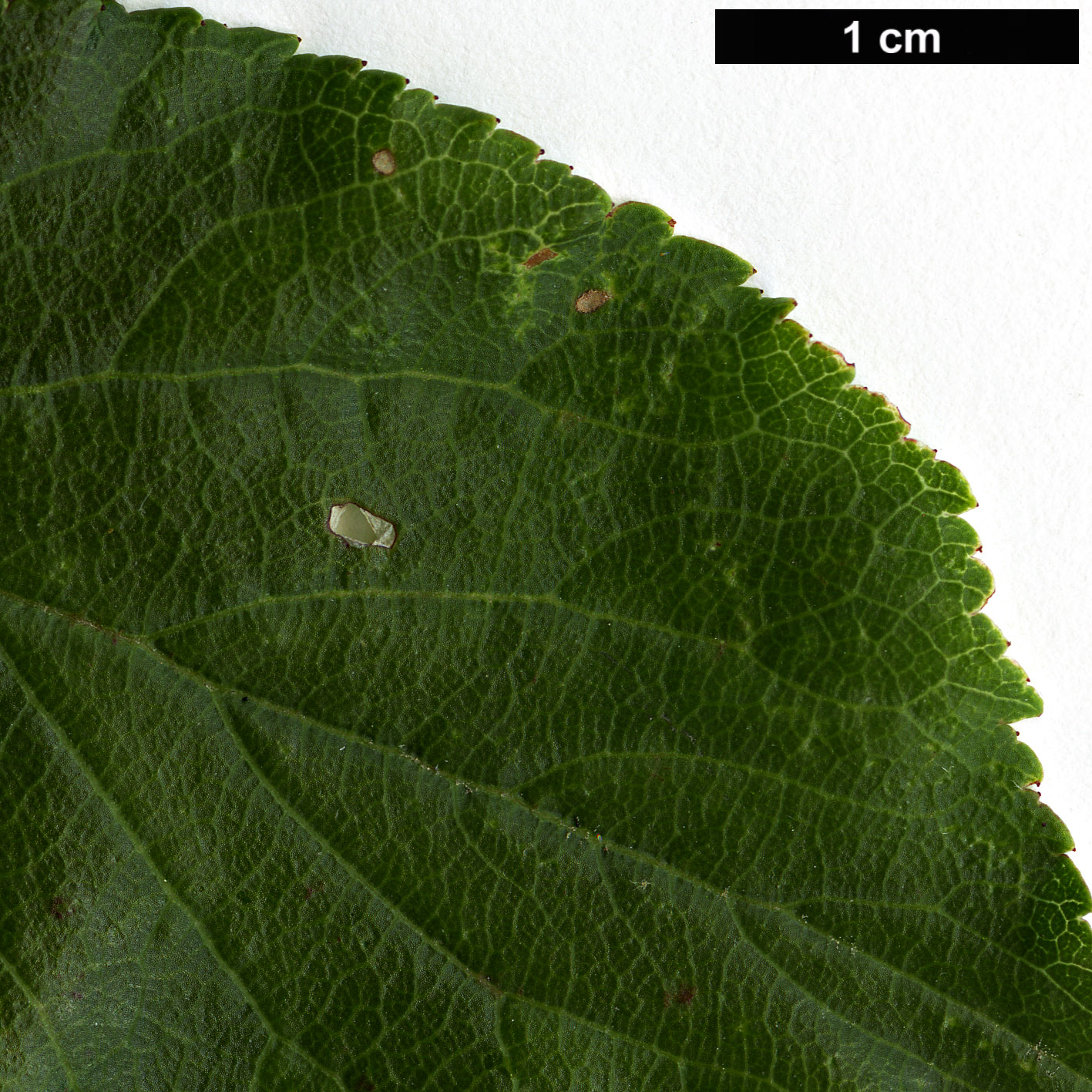 High resolution image: Family: Rosaceae - Genus: Prunus - Taxon: mume - SpeciesSub: ‘Beni-chidori’