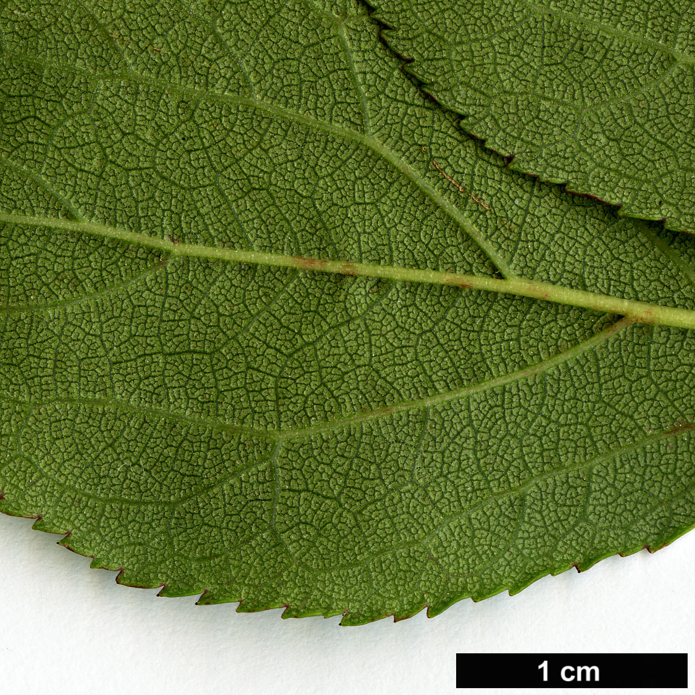High resolution image: Family: Rosaceae - Genus: Prunus - Taxon: mume - SpeciesSub: ‘Beni-chidori’