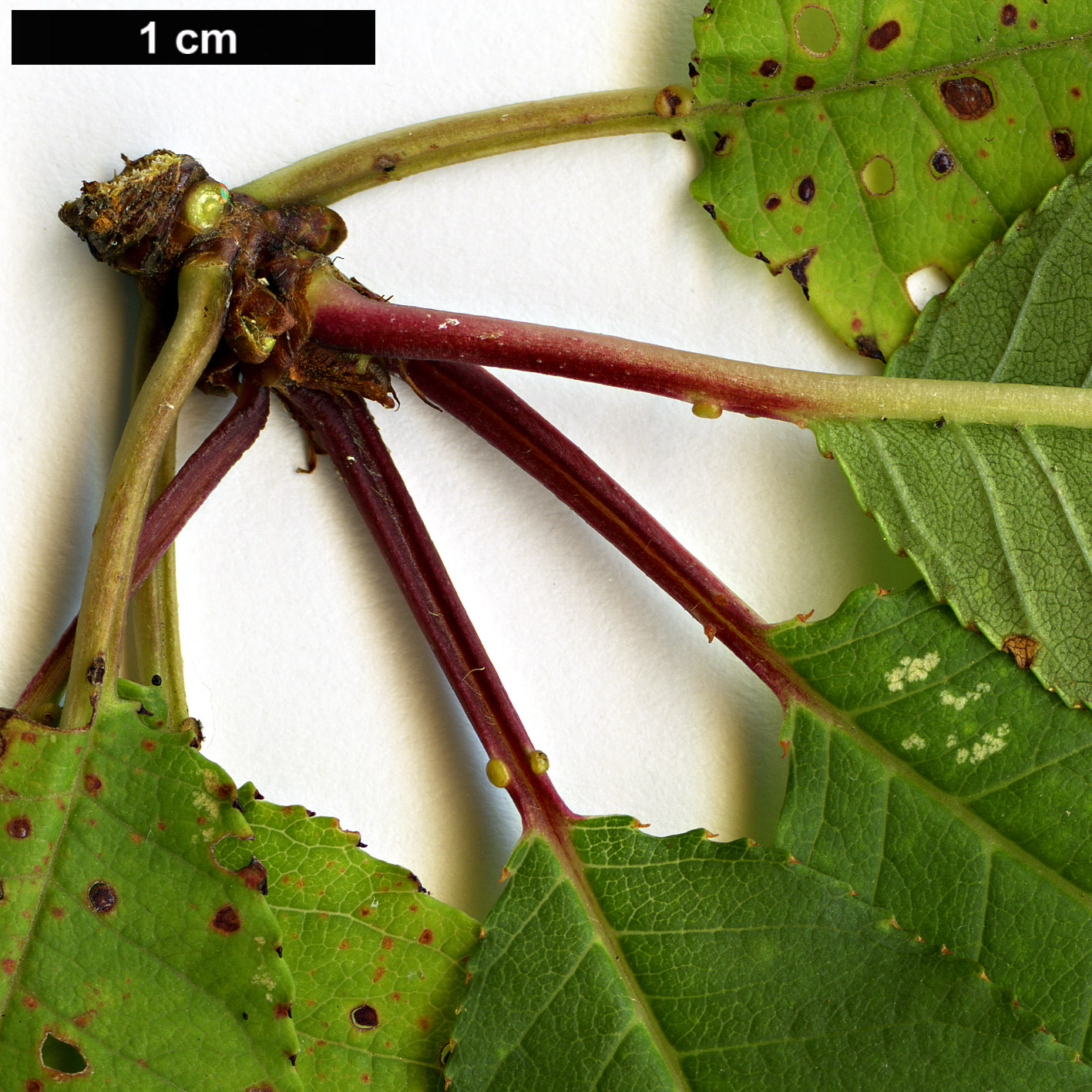 High resolution image: Family: Rosaceae - Genus: Prunus - Taxon: pensylvanica