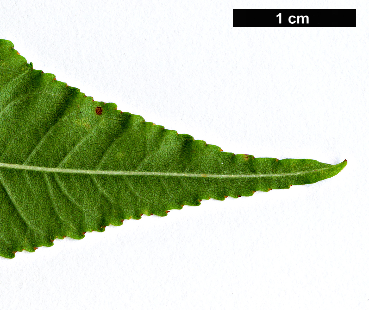 High resolution image: Family: Rosaceae - Genus: Prunus - Taxon: pensylvanica