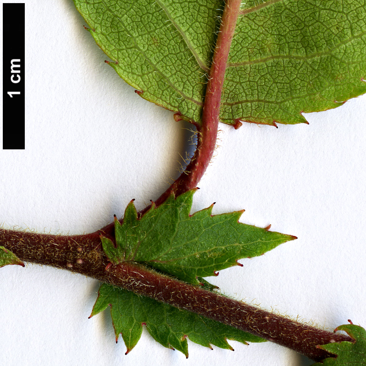 High resolution image: Family: Rosaceae - Genus: Prunus - Taxon: pilosiuscula