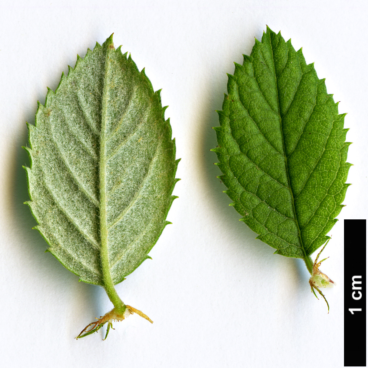 High resolution image: Family: Rosaceae - Genus: Prunus - Taxon: prostrata