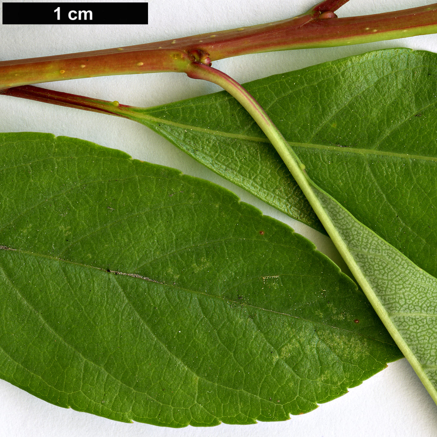High resolution image: Family: Rosaceae - Genus: Prunus - Taxon: pumila