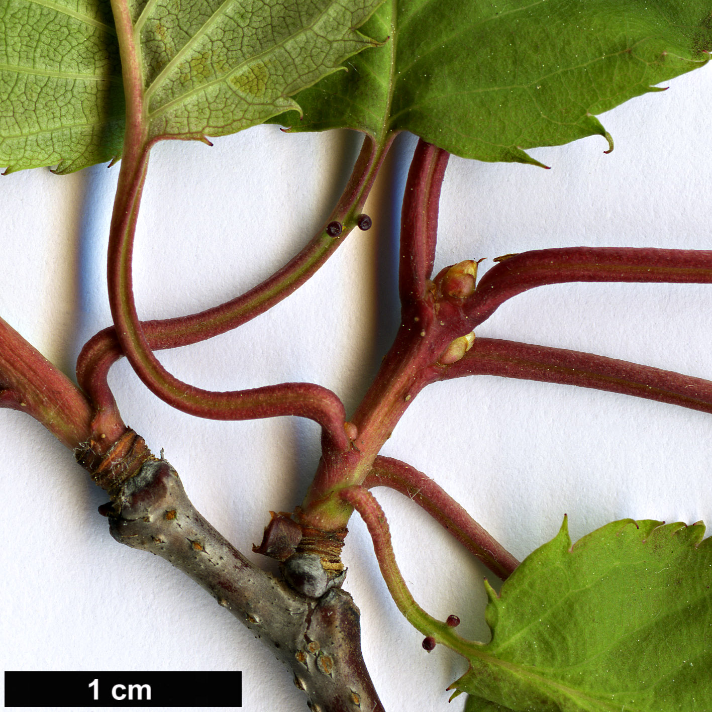 High resolution image: Family: Rosaceae - Genus: Prunus - Taxon: sargentii