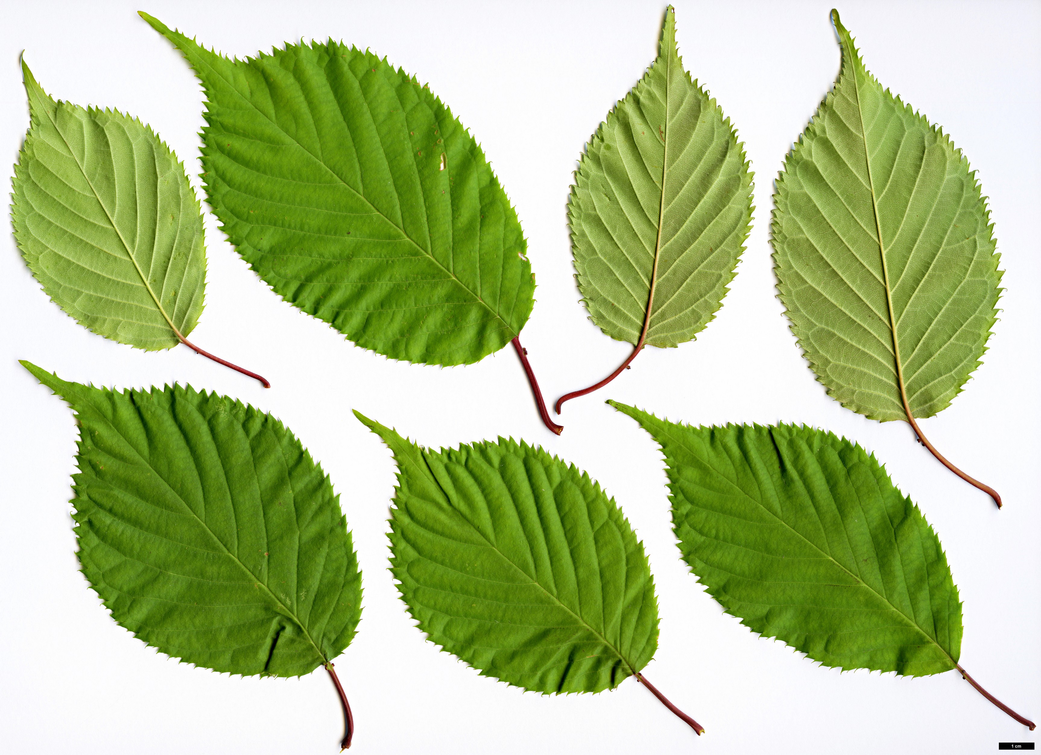 High resolution image: Family: Rosaceae - Genus: Prunus - Taxon: sargentii