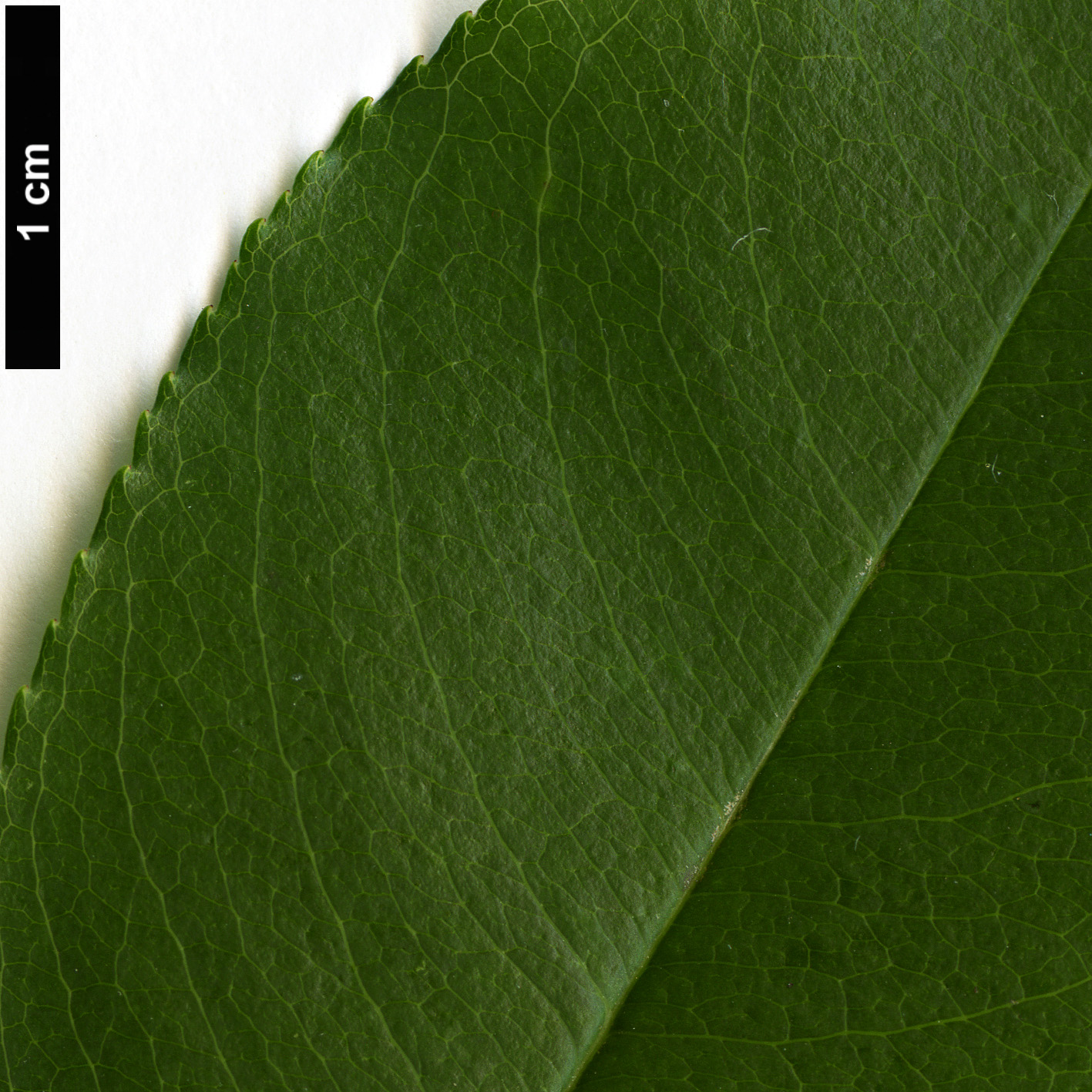 High resolution image: Family: Rosaceae - Genus: Prunus - Taxon: serotina