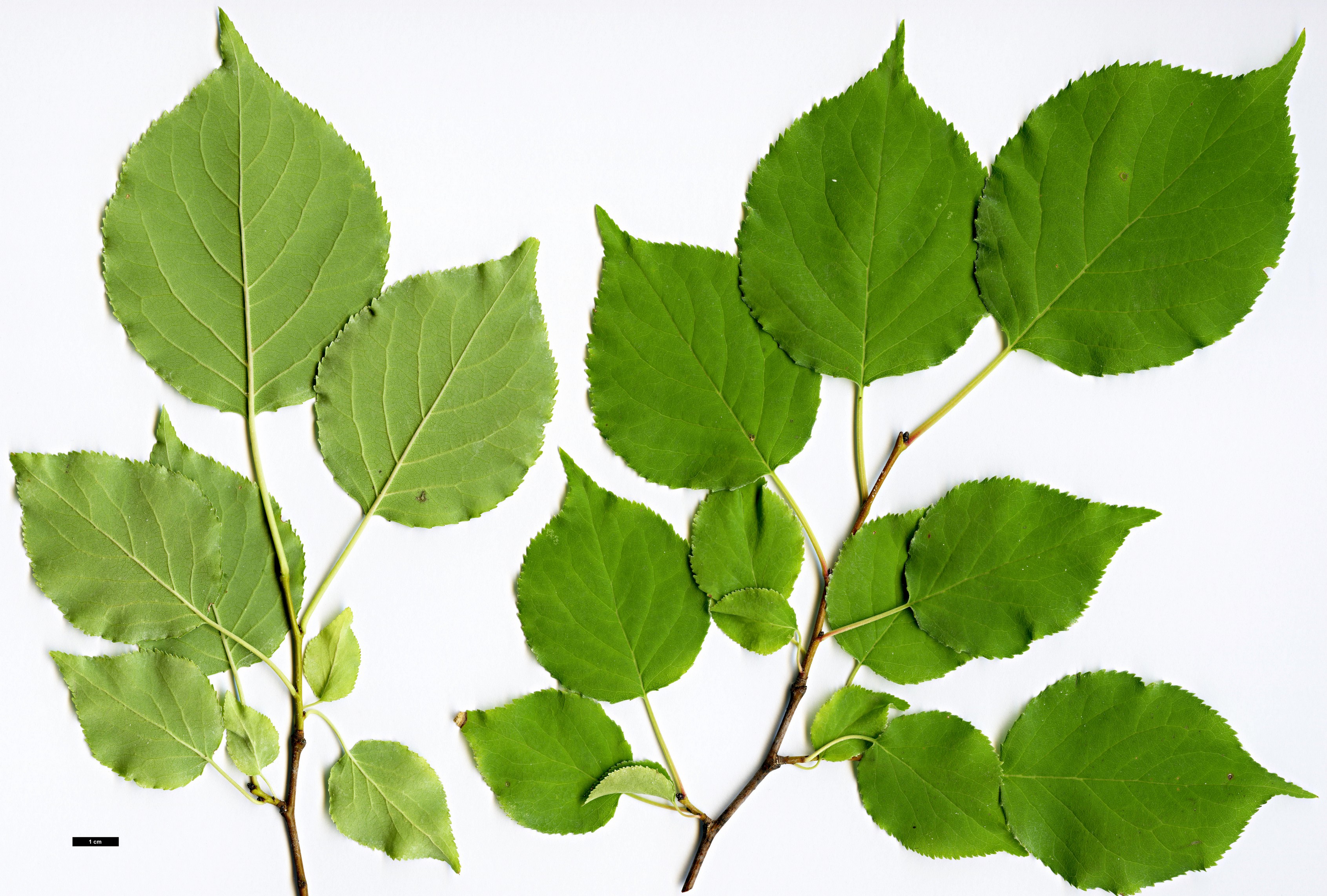 High resolution image: Family: Rosaceae - Genus: Prunus - Taxon: sibirica High resolution image: Family: Rosaceae - Genus: Prunus - Taxon: sibirica