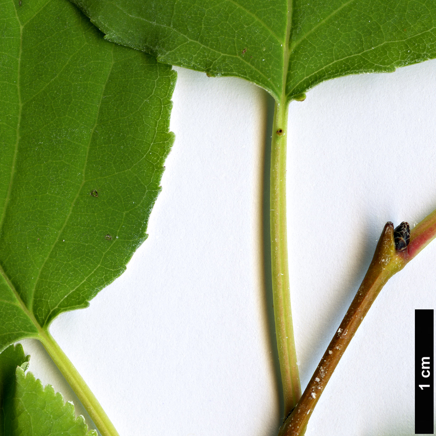 High resolution image: Family: Rosaceae - Genus: Prunus - Taxon: sibirica High resolution image: Family: Rosaceae - Genus: Prunus - Taxon: sibirica