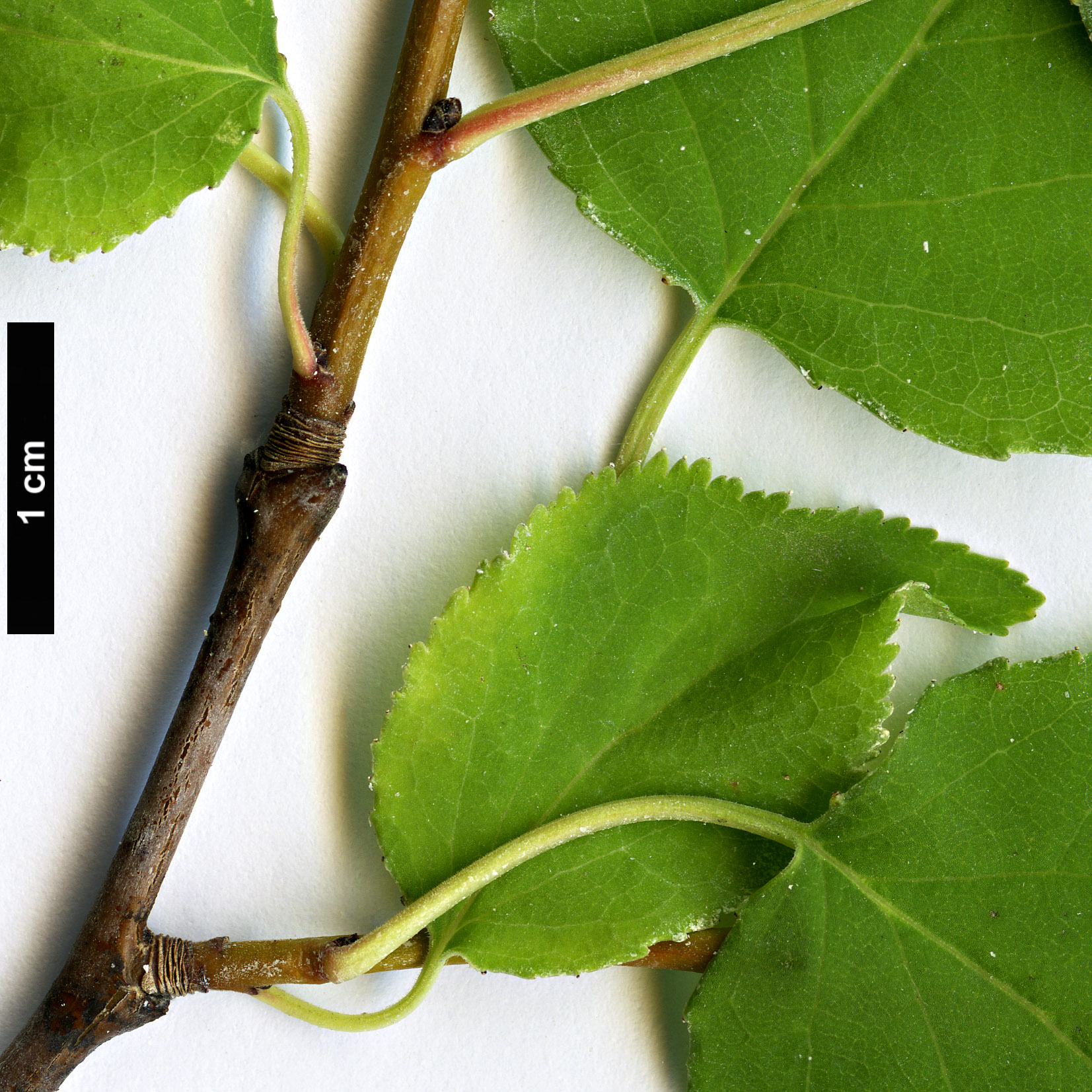 High resolution image: Family: Rosaceae - Genus: Prunus - Taxon: sibirica High resolution image: Family: Rosaceae - Genus: Prunus - Taxon: sibirica