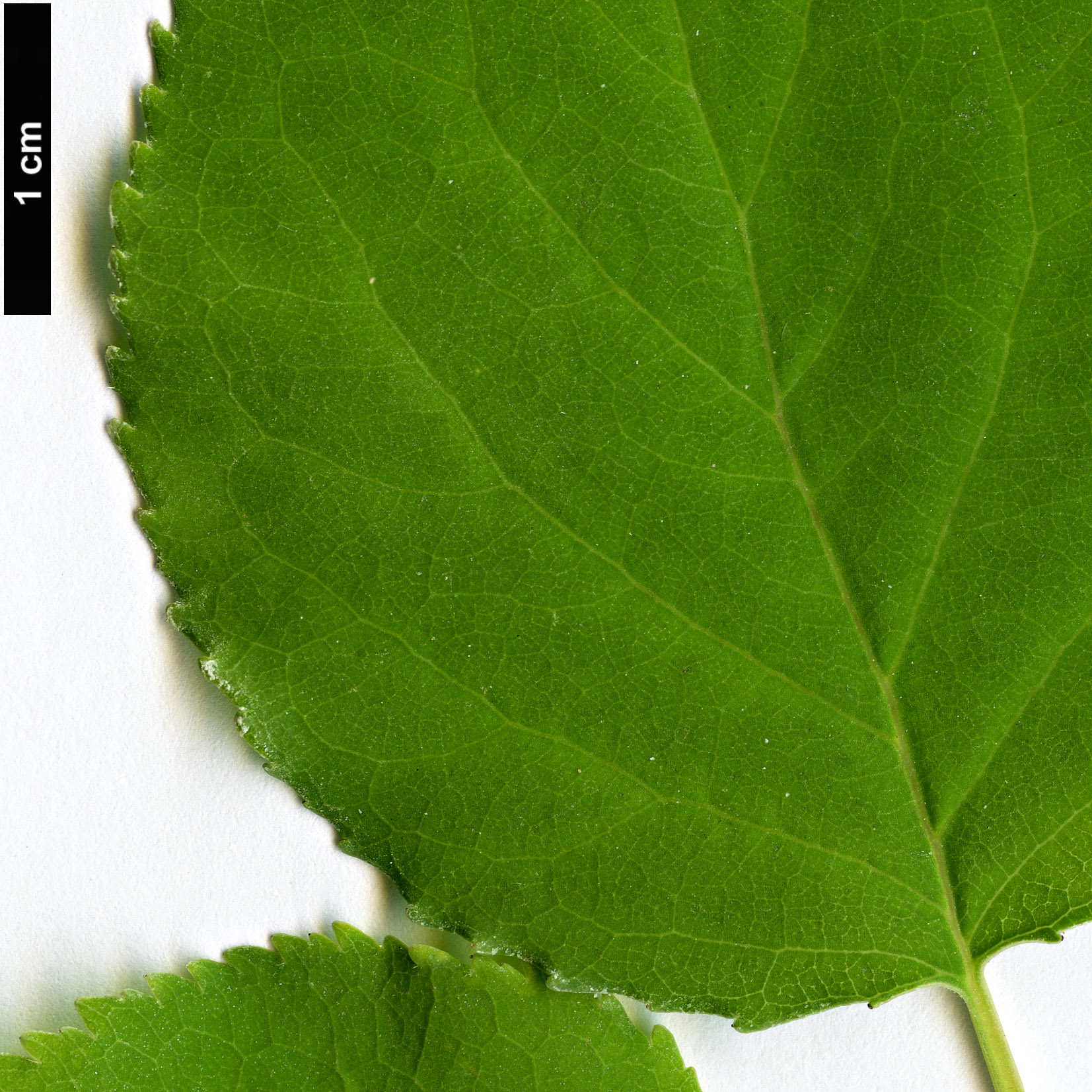 High resolution image: Family: Rosaceae - Genus: Prunus - Taxon: sibirica High resolution image: Family: Rosaceae - Genus: Prunus - Taxon: sibirica