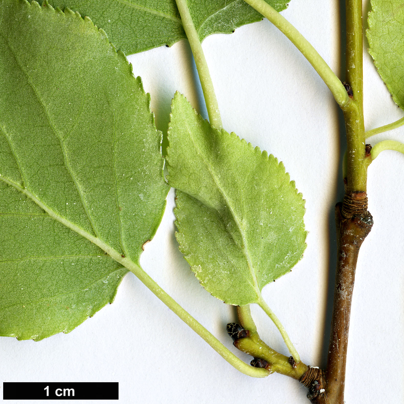 High resolution image: Family: Rosaceae - Genus: Prunus - Taxon: sibirica High resolution image: Family: Rosaceae - Genus: Prunus - Taxon: sibirica