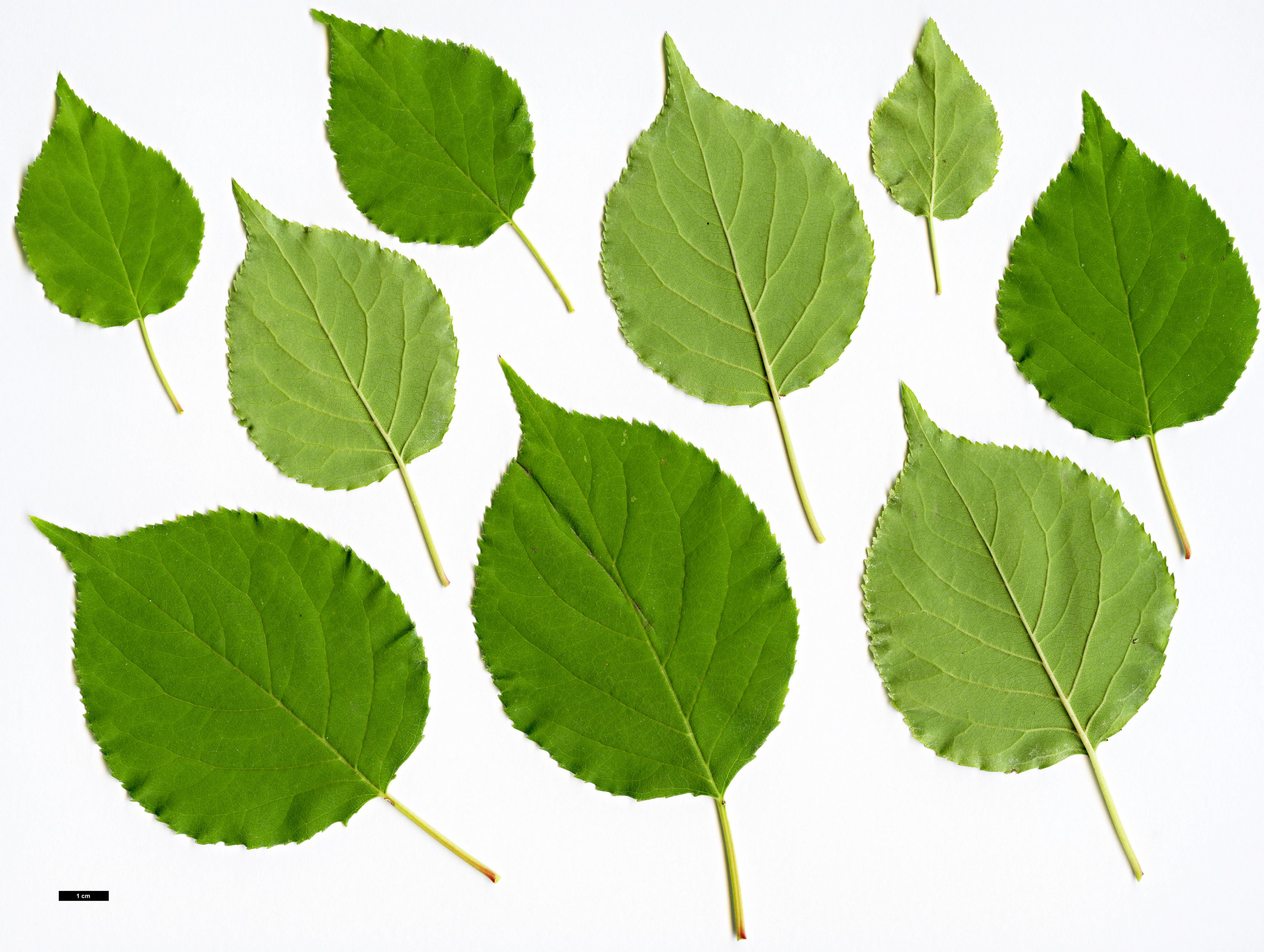 High resolution image: Family: Rosaceae - Genus: Prunus - Taxon: sibirica High resolution image: Family: Rosaceae - Genus: Prunus - Taxon: sibirica