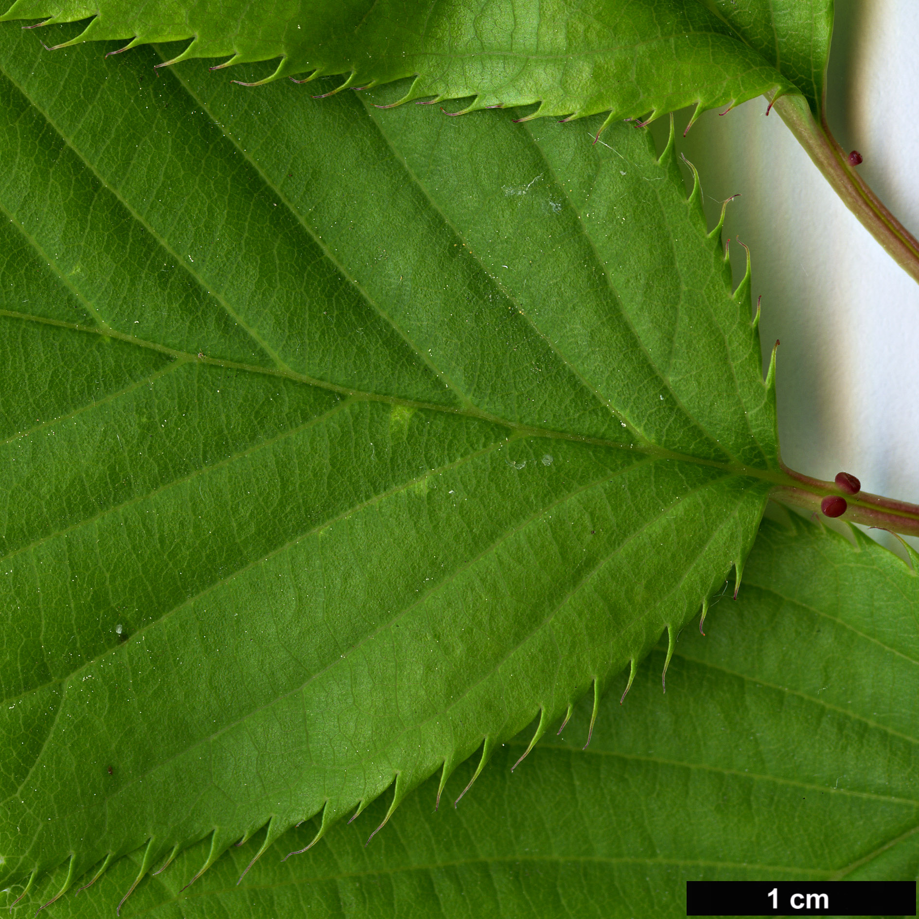 High resolution image: Family: Rosaceae - Genus: Prunus - Taxon: speciosa