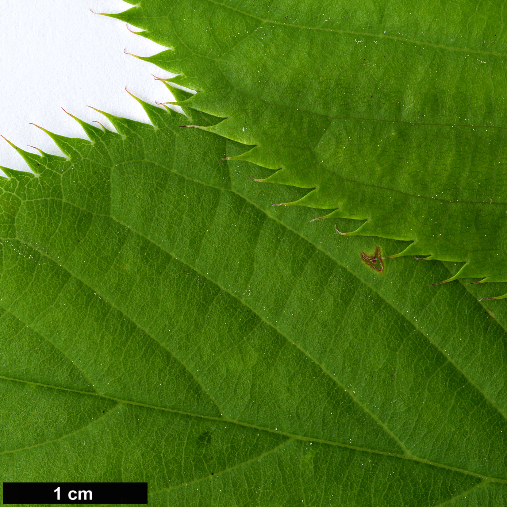 High resolution image: Family: Rosaceae - Genus: Prunus - Taxon: speciosa