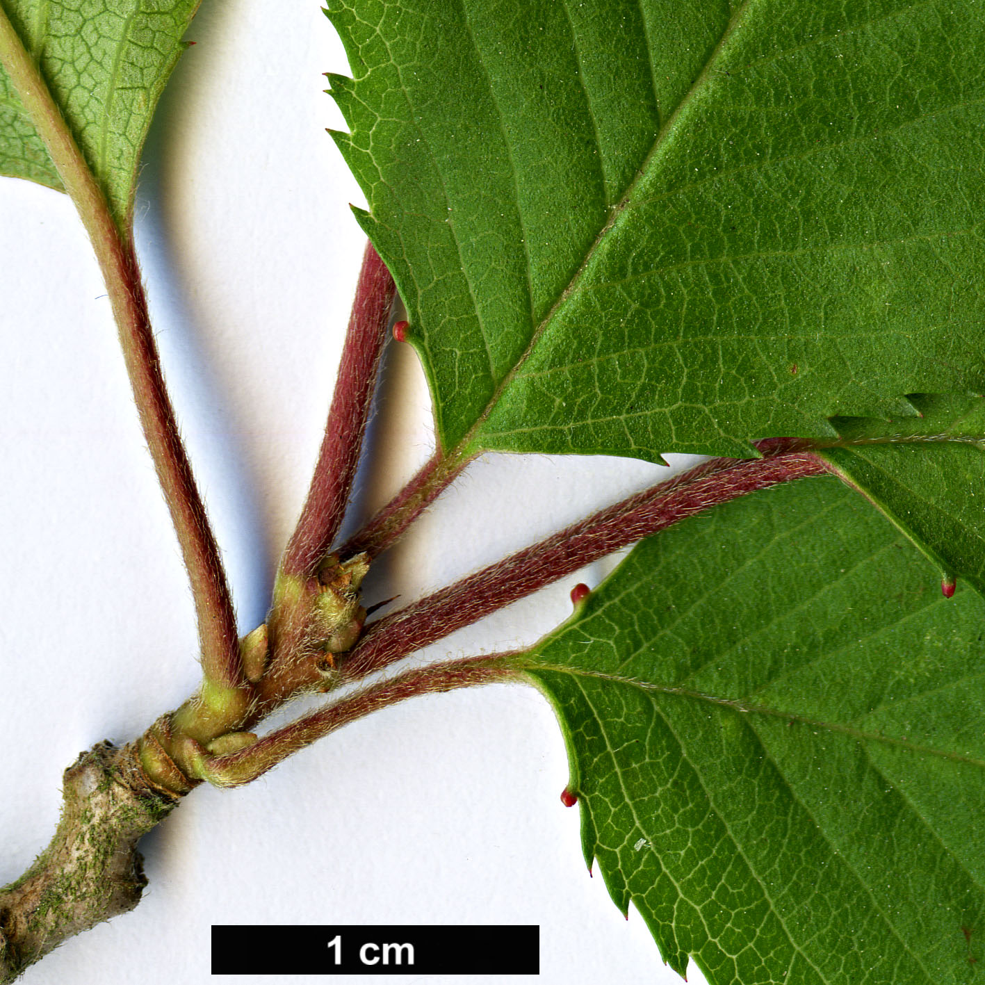 High resolution image: Family: Rosaceae - Genus: Prunus - Taxon: takesimensis