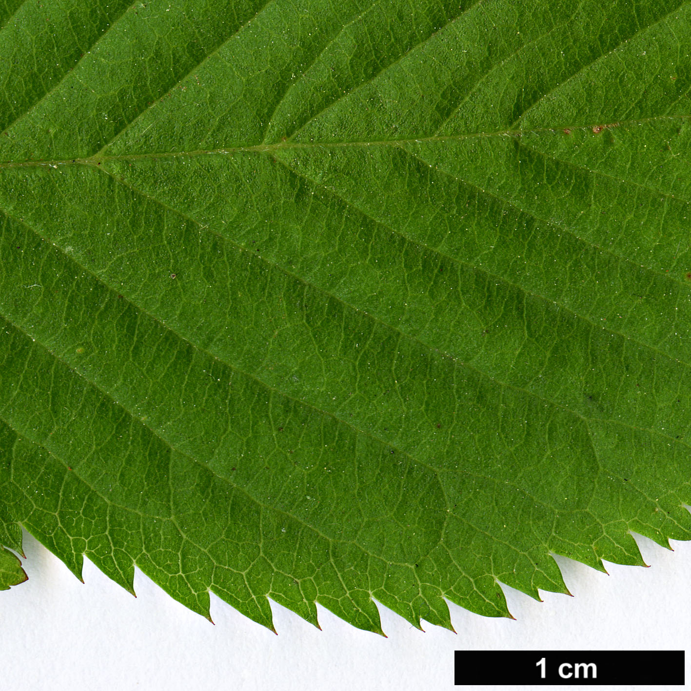 High resolution image: Family: Rosaceae - Genus: Prunus - Taxon: takesimensis