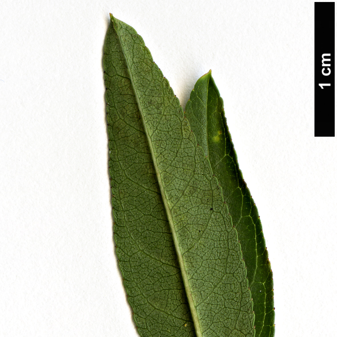 High resolution image: Family: Rosaceae - Genus: Prunus - Taxon: webbii