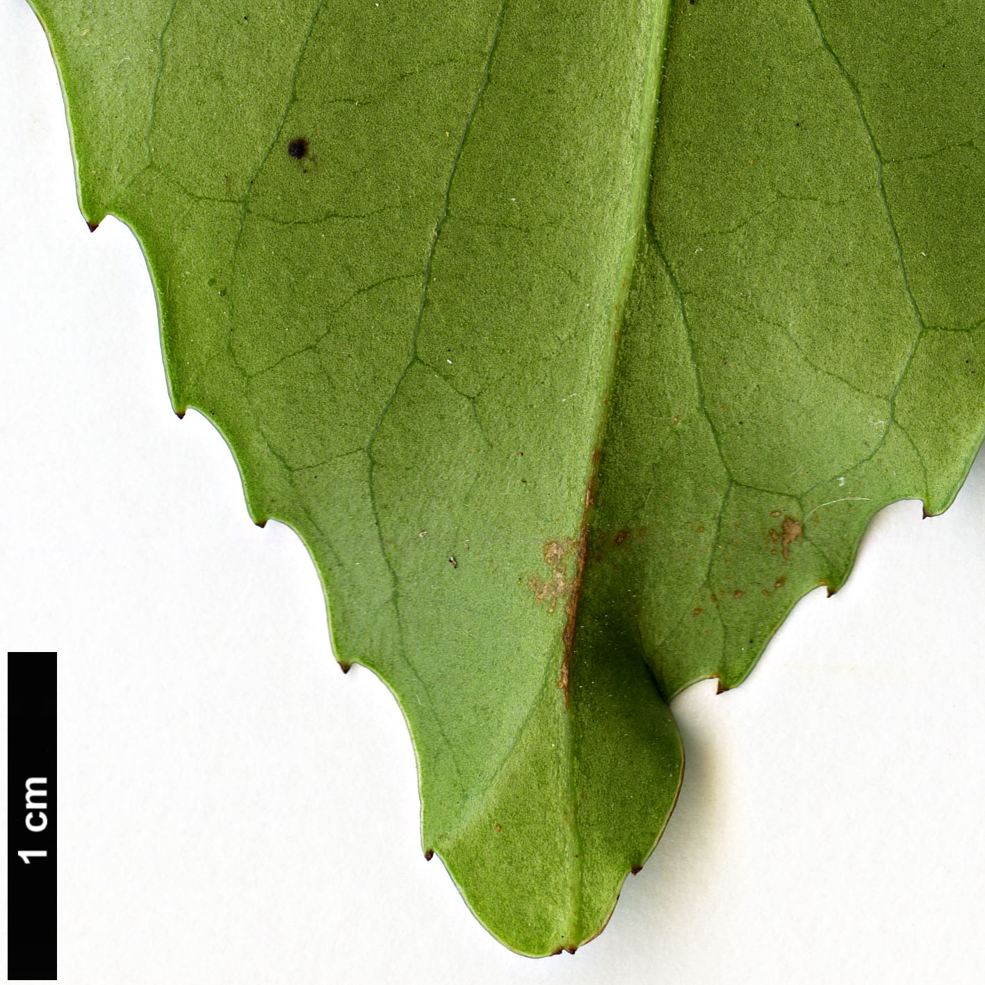 High resolution image: Family: Rosaceae - Genus: Prunus - Taxon: zippeliana High resolution image: Family: Rosaceae - Genus: Prunus - Taxon: zippeliana