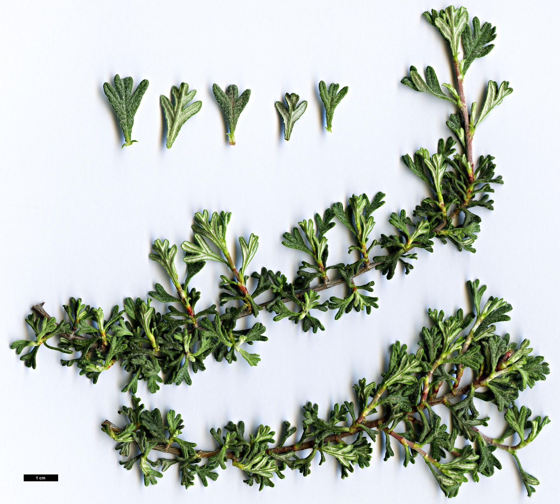 High resolution image: Family: Rosaceae - Genus: Purshia - Taxon: glandulosa