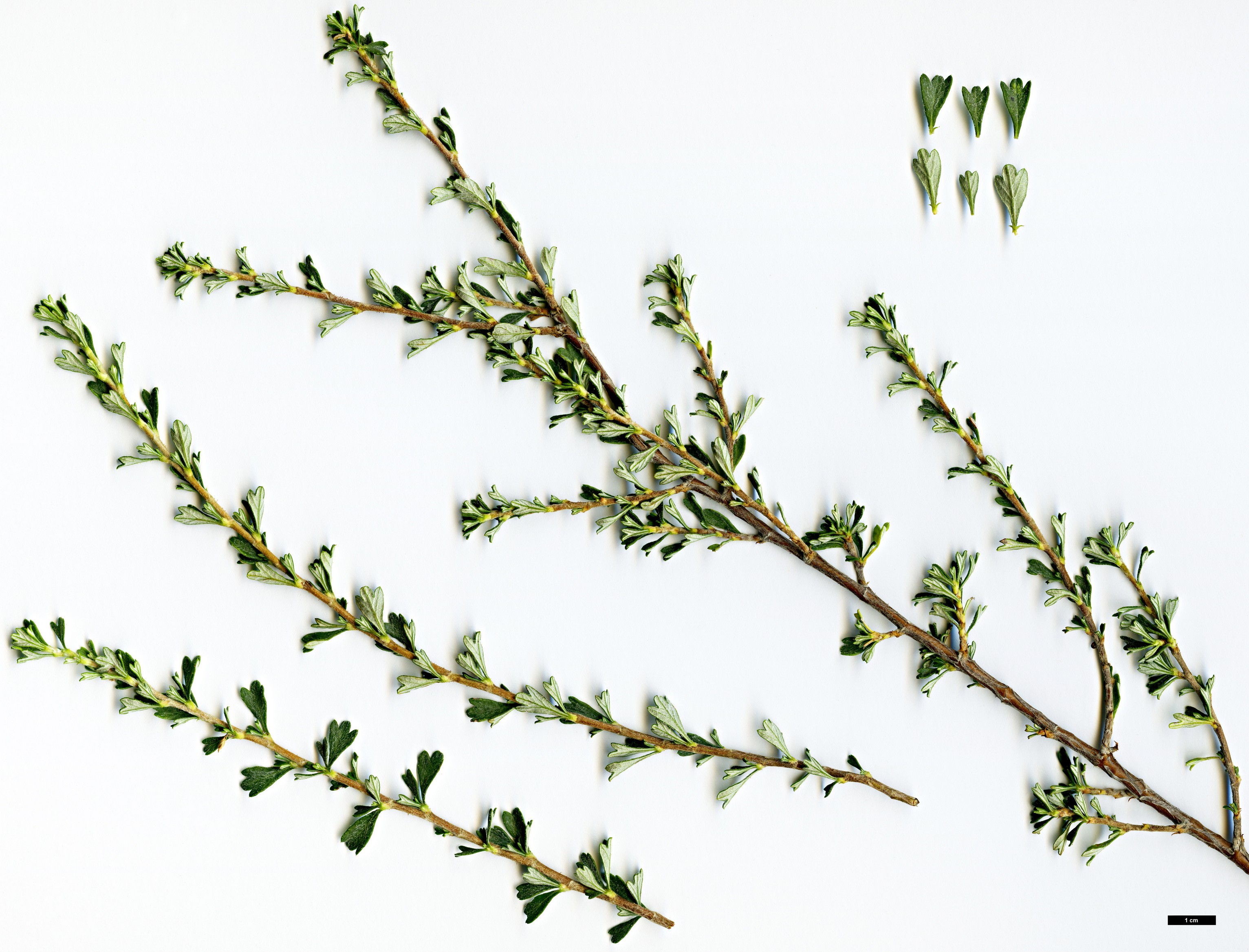 High resolution image: Family: Rosaceae - Genus: Purshia - Taxon: tridentata