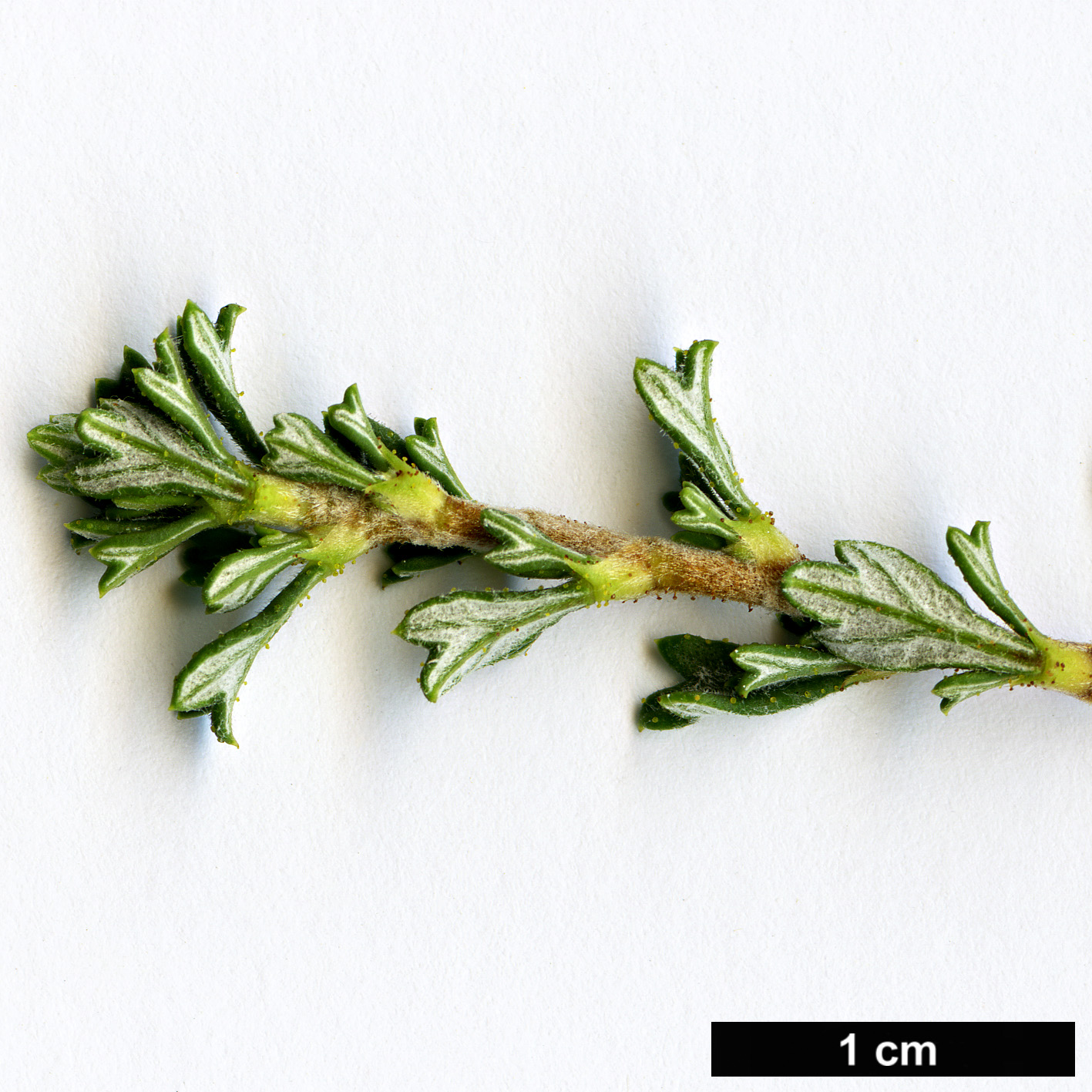 High resolution image: Family: Rosaceae - Genus: Purshia - Taxon: tridentata