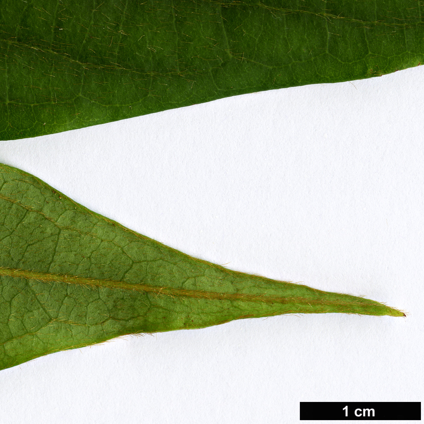 High resolution image: Family: Rosaceae - Genus: Pygeum - Taxon: oblongum