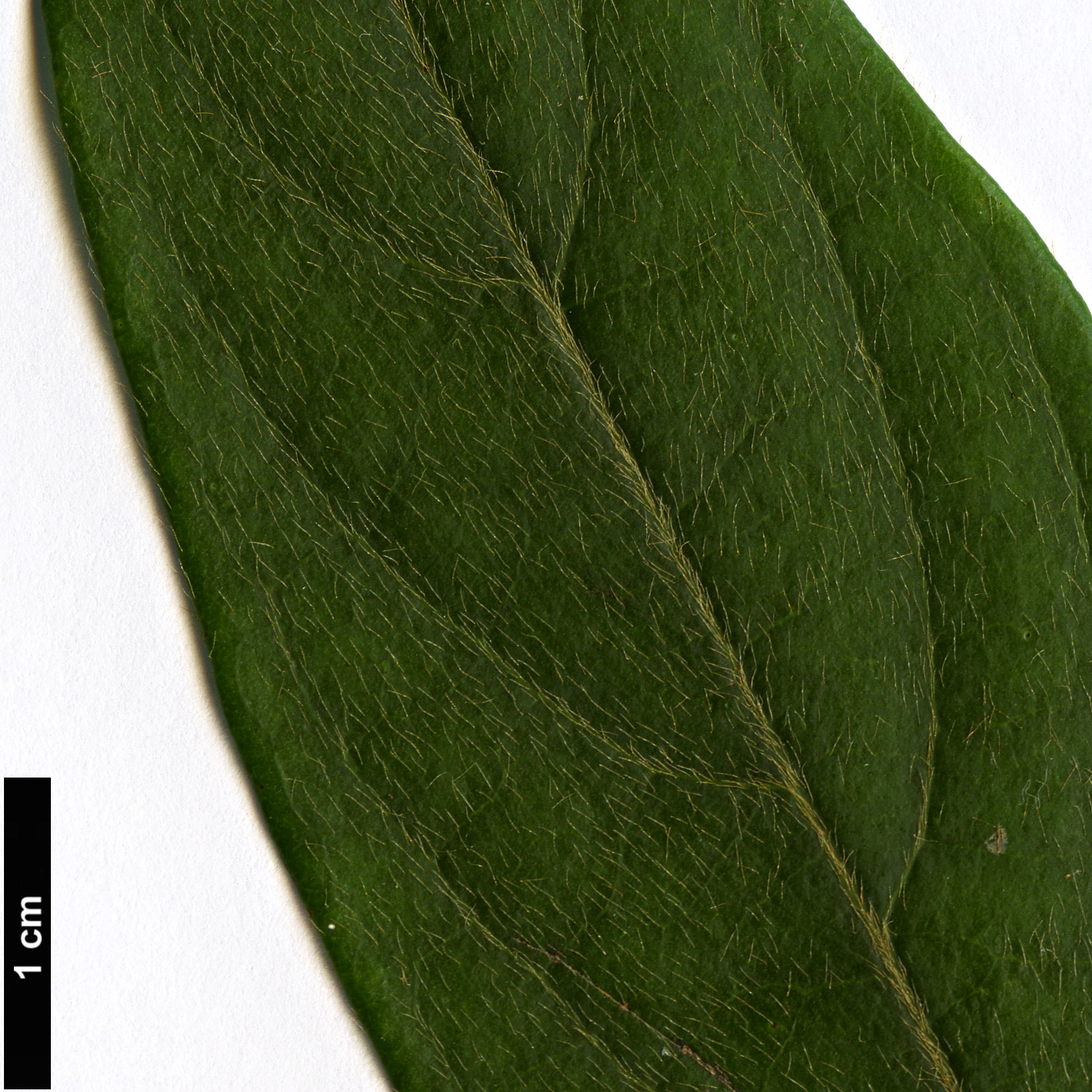 High resolution image: Family: Rosaceae - Genus: Pygeum - Taxon: oblongum