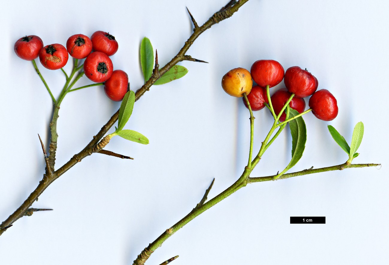 High resolution image: Family: Rosaceae - Genus: Pyracantha - Taxon: crenulata