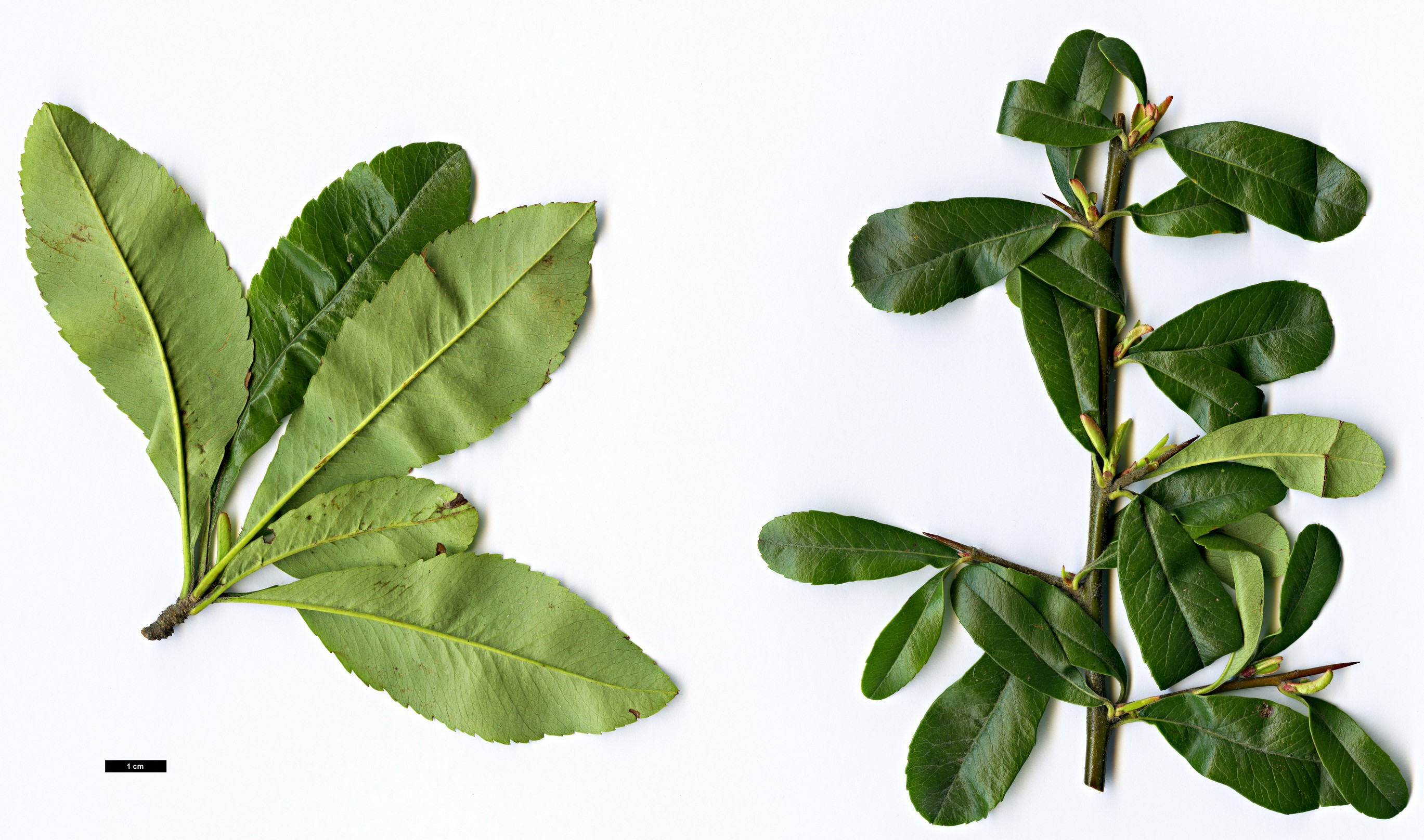 High resolution image: Family: Rosaceae - Genus: Pyracantha - Taxon: fortuneana High resolution image: Family: Rosaceae - Genus: Pyracantha - Taxon: fortuneana