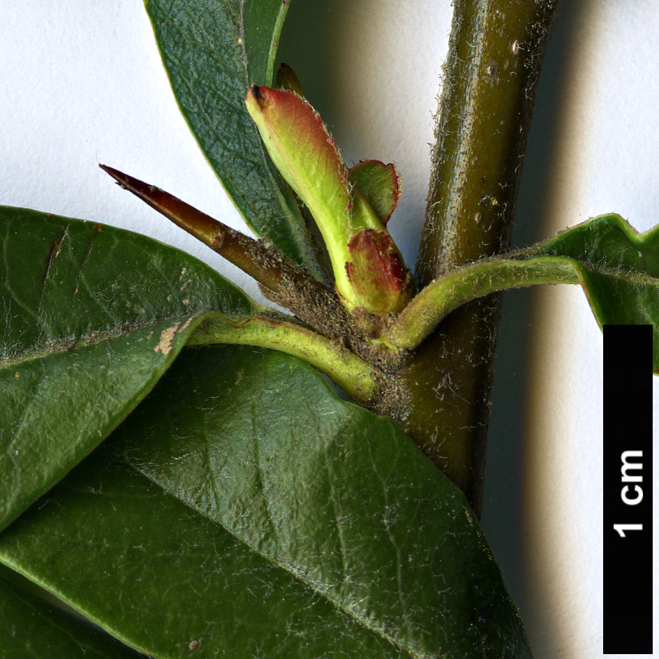 High resolution image: Family: Rosaceae - Genus: Pyracantha - Taxon: fortuneana High resolution image: Family: Rosaceae - Genus: Pyracantha - Taxon: fortuneana