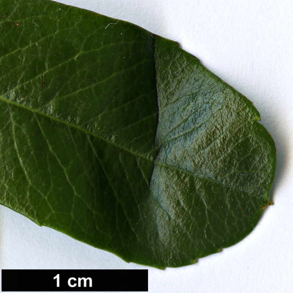 High resolution image: Family: Rosaceae - Genus: Pyracantha - Taxon: fortuneana High resolution image: Family: Rosaceae - Genus: Pyracantha - Taxon: fortuneana