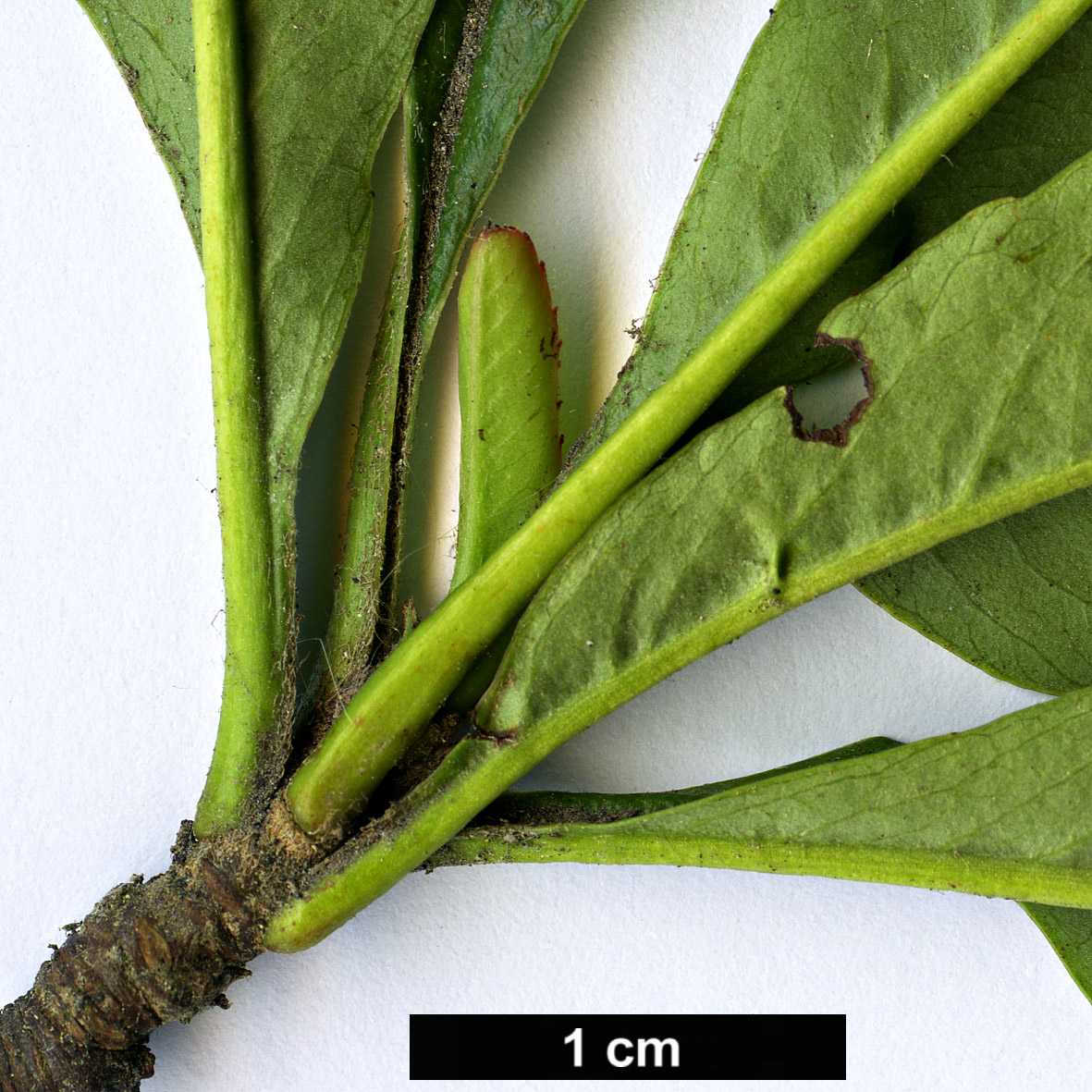 High resolution image: Family: Rosaceae - Genus: Pyracantha - Taxon: fortuneana High resolution image: Family: Rosaceae - Genus: Pyracantha - Taxon: fortuneana