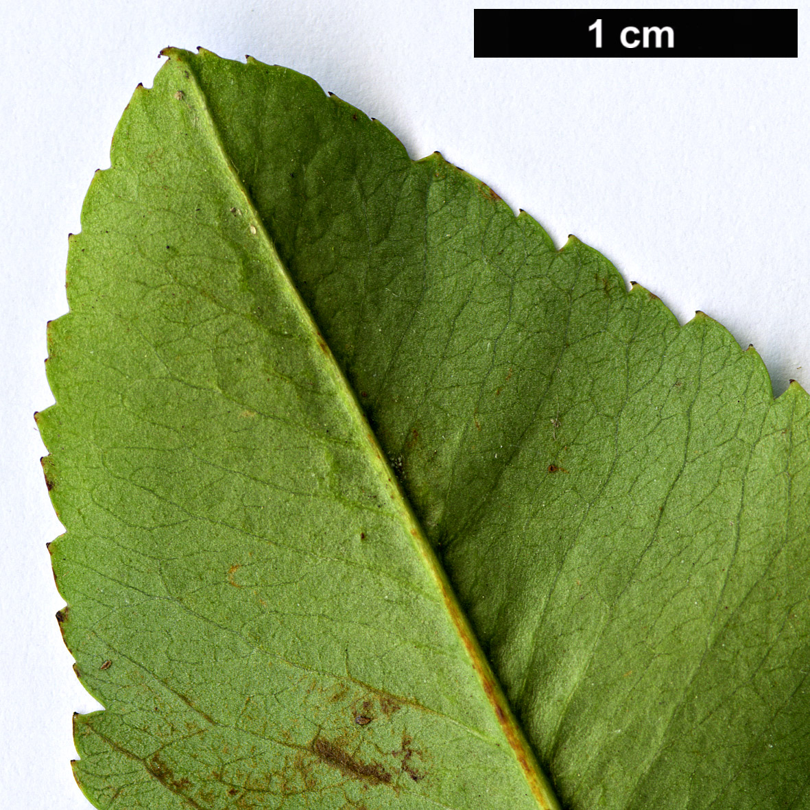 High resolution image: Family: Rosaceae - Genus: Pyracantha - Taxon: fortuneana High resolution image: Family: Rosaceae - Genus: Pyracantha - Taxon: fortuneana