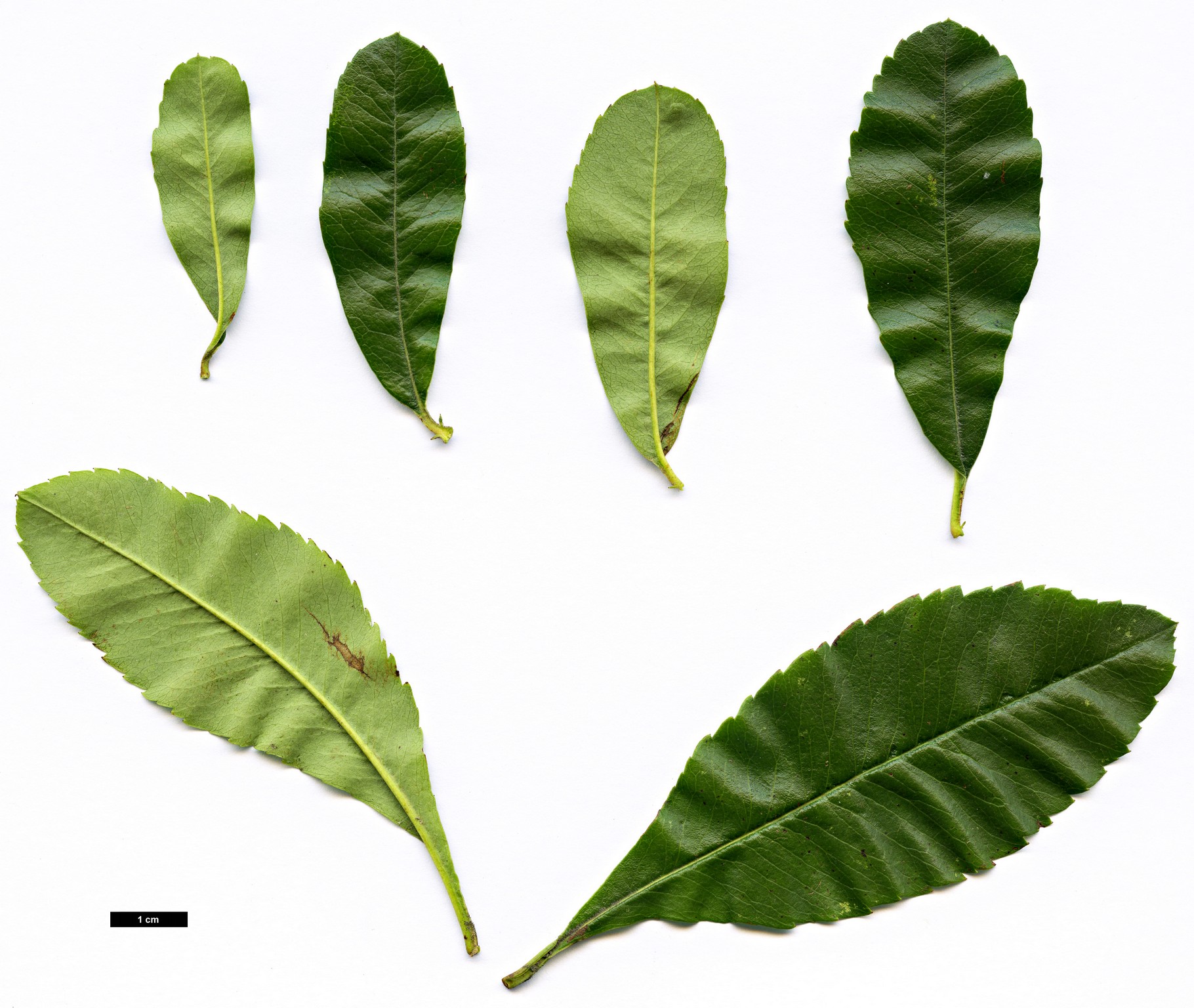 High resolution image: Family: Rosaceae - Genus: Pyracantha - Taxon: fortuneana High resolution image: Family: Rosaceae - Genus: Pyracantha - Taxon: fortuneana