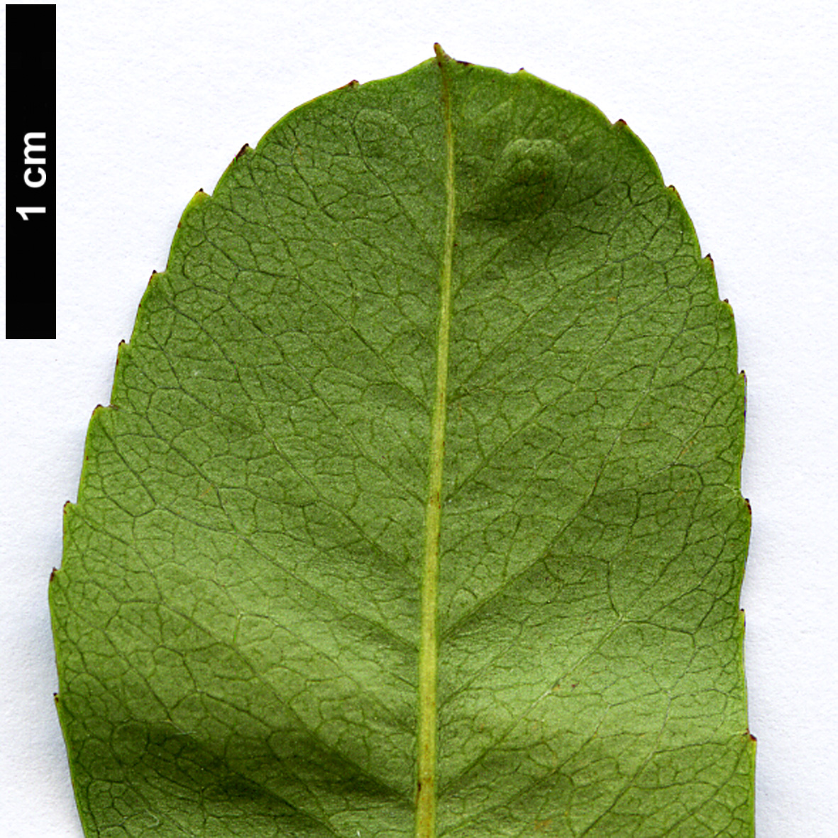 High resolution image: Family: Rosaceae - Genus: Pyracantha - Taxon: fortuneana High resolution image: Family: Rosaceae - Genus: Pyracantha - Taxon: fortuneana