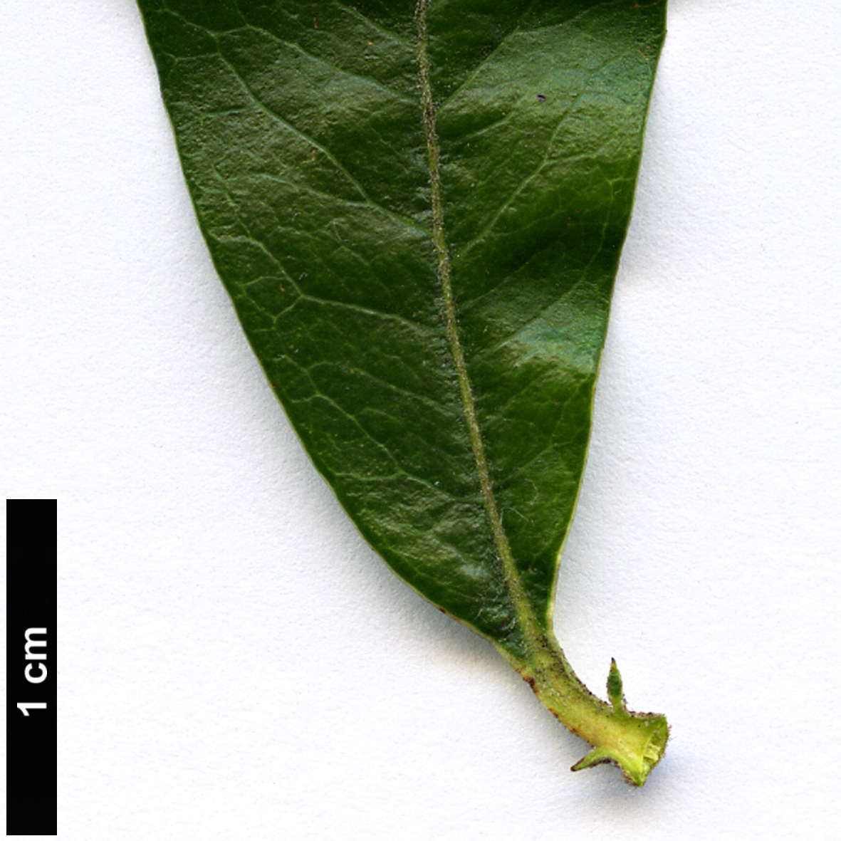 High resolution image: Family: Rosaceae - Genus: Pyracantha - Taxon: fortuneana High resolution image: Family: Rosaceae - Genus: Pyracantha - Taxon: fortuneana