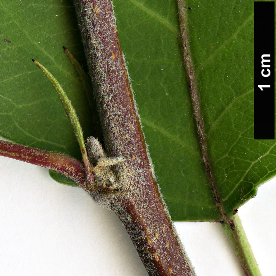 High resolution image: Family: Rosaceae - Genus: Pyrus - Taxon: betulifolia