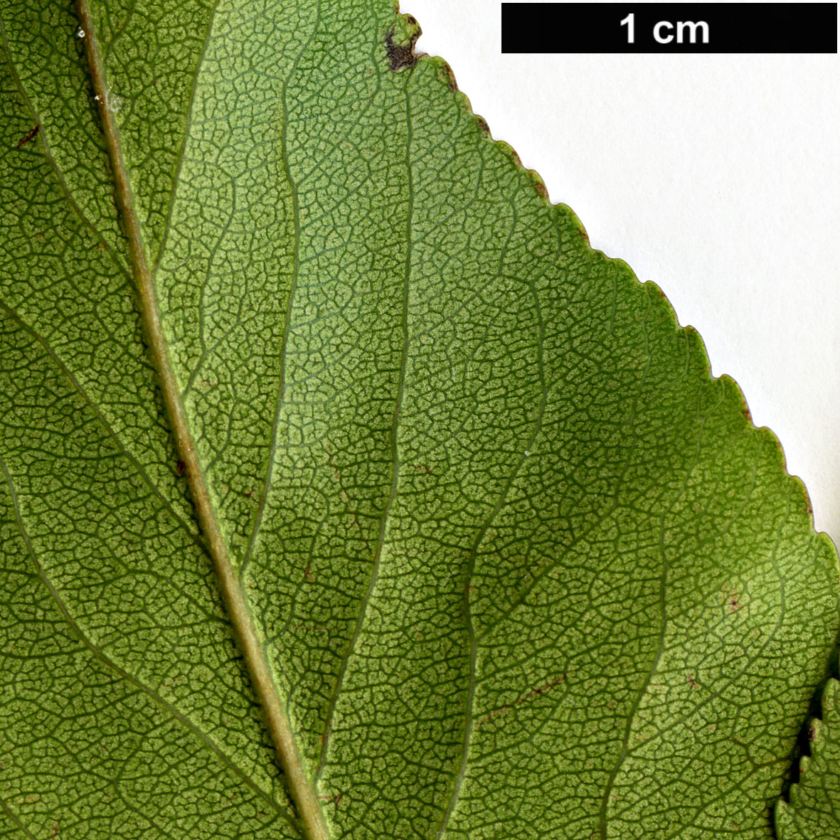 High resolution image: Family: Rosaceae - Genus: Pyrus - Taxon: betulifolia